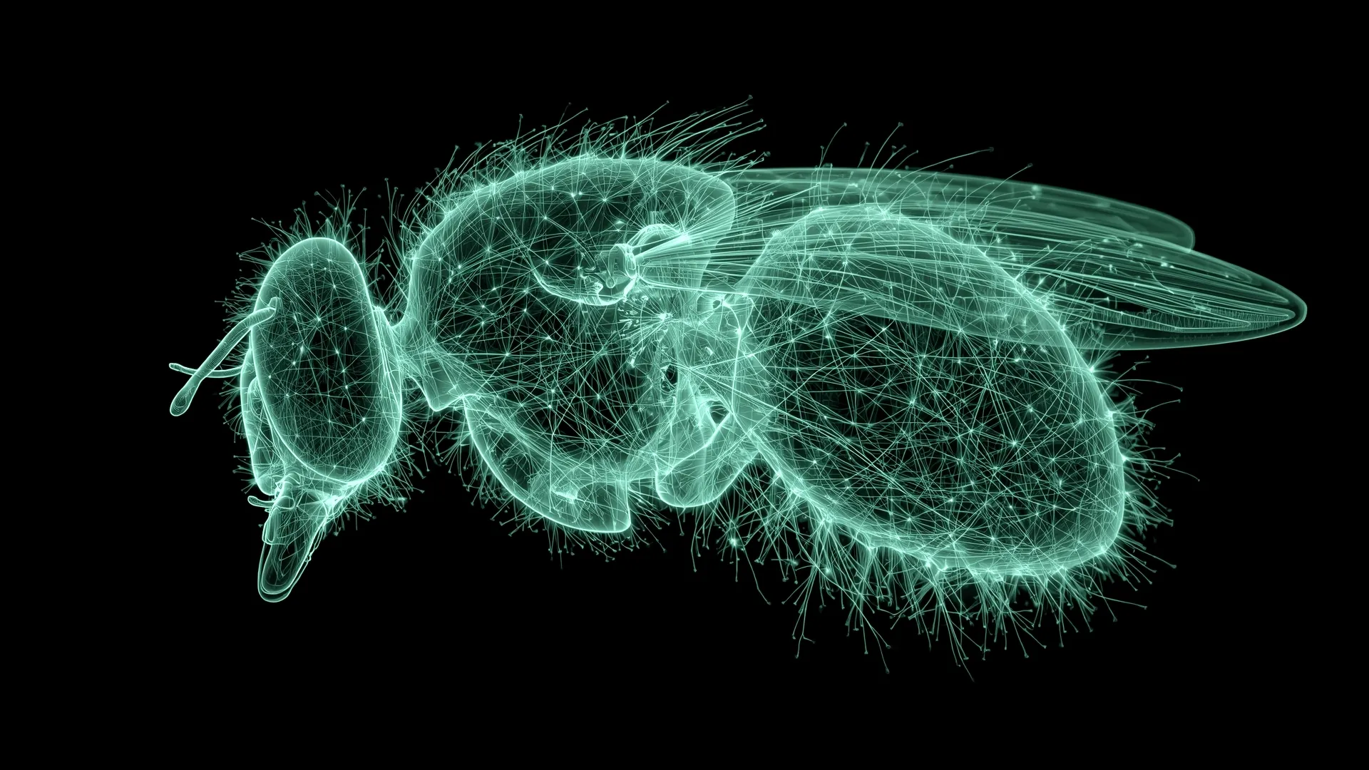 A fruit fly drawn by its glowing neurons